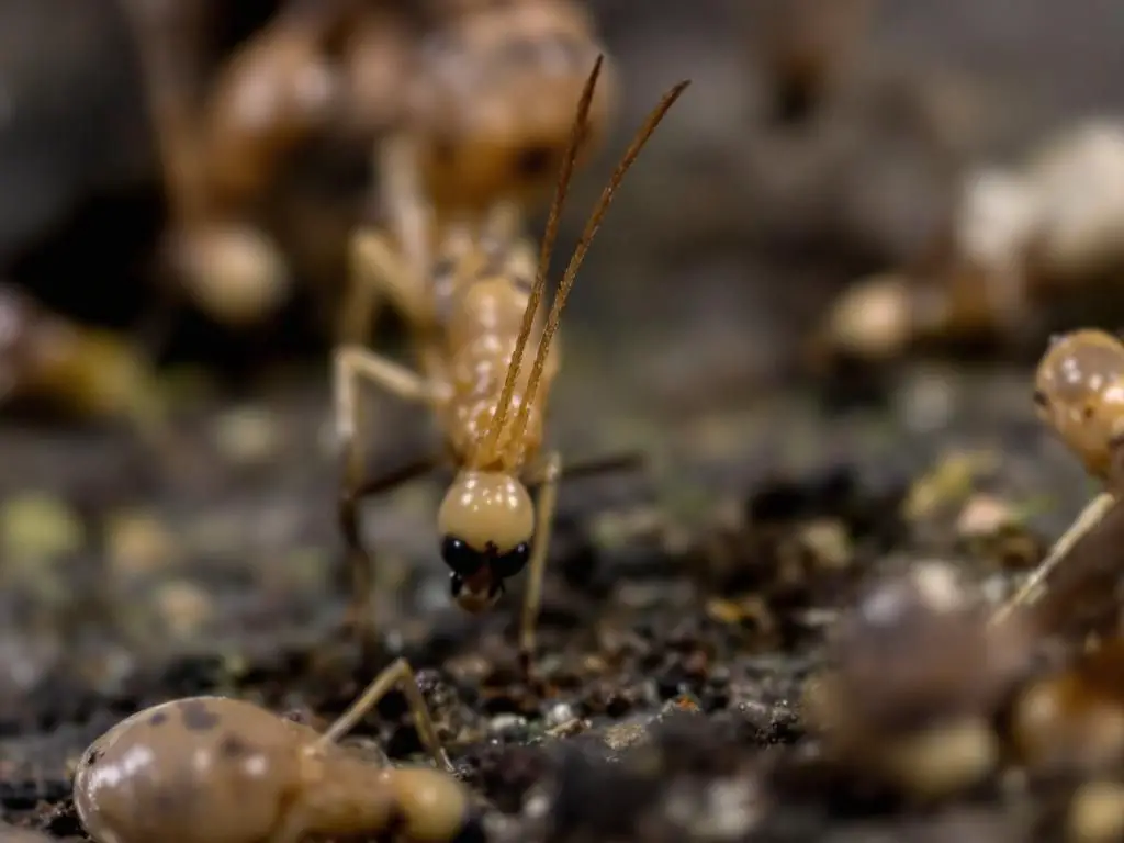 4. Fungus Gnats