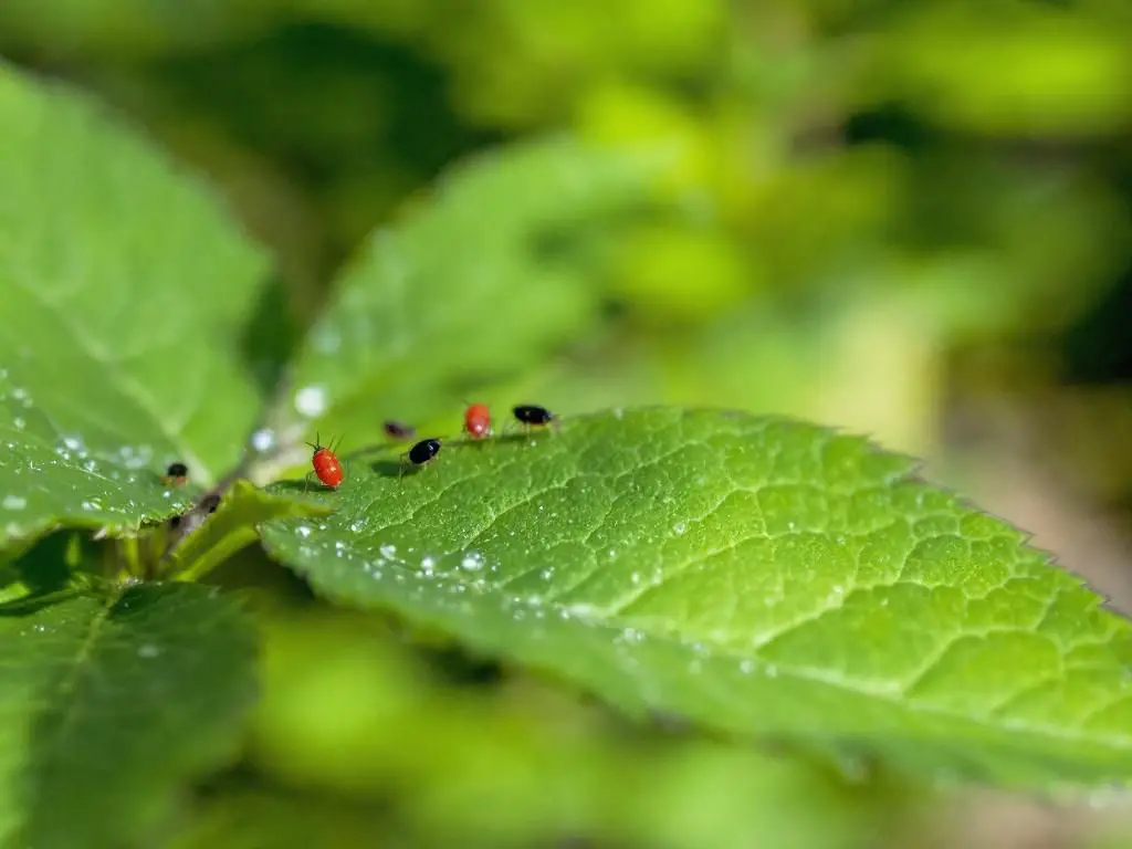 1. Aphids