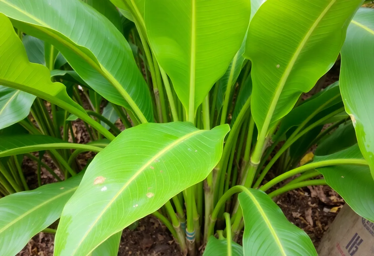 6. Rubber Plant
