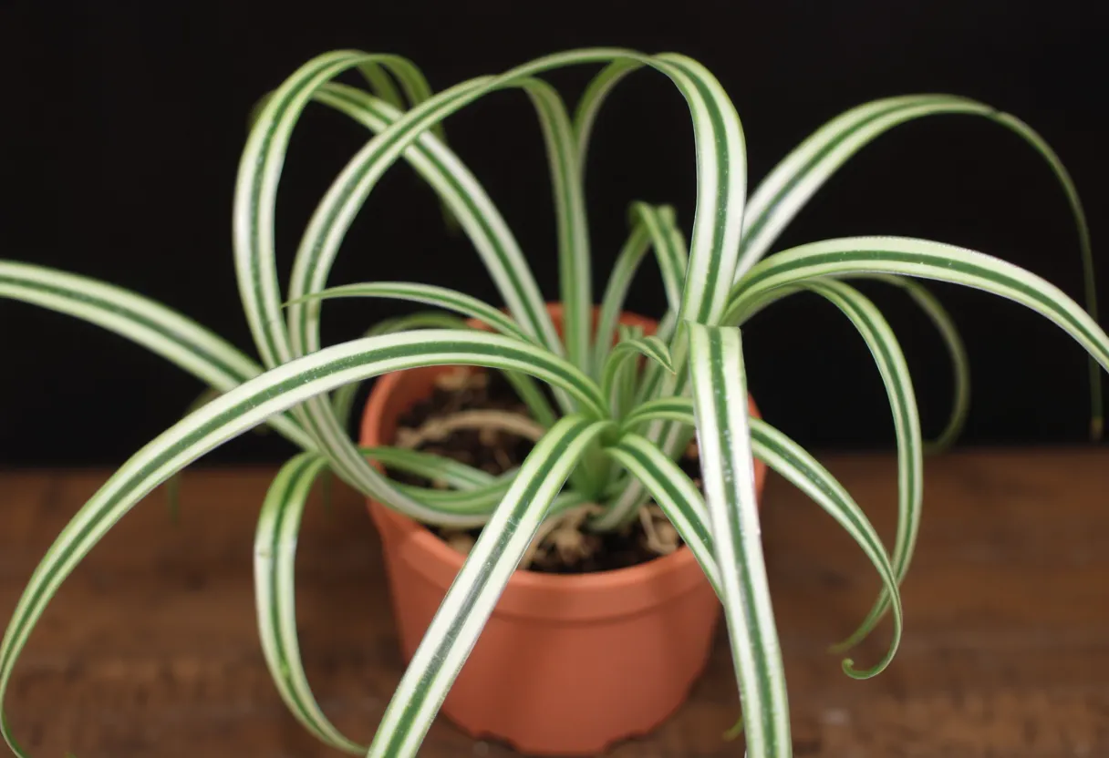 1. Spider Plant (Chlorophytum comosum)