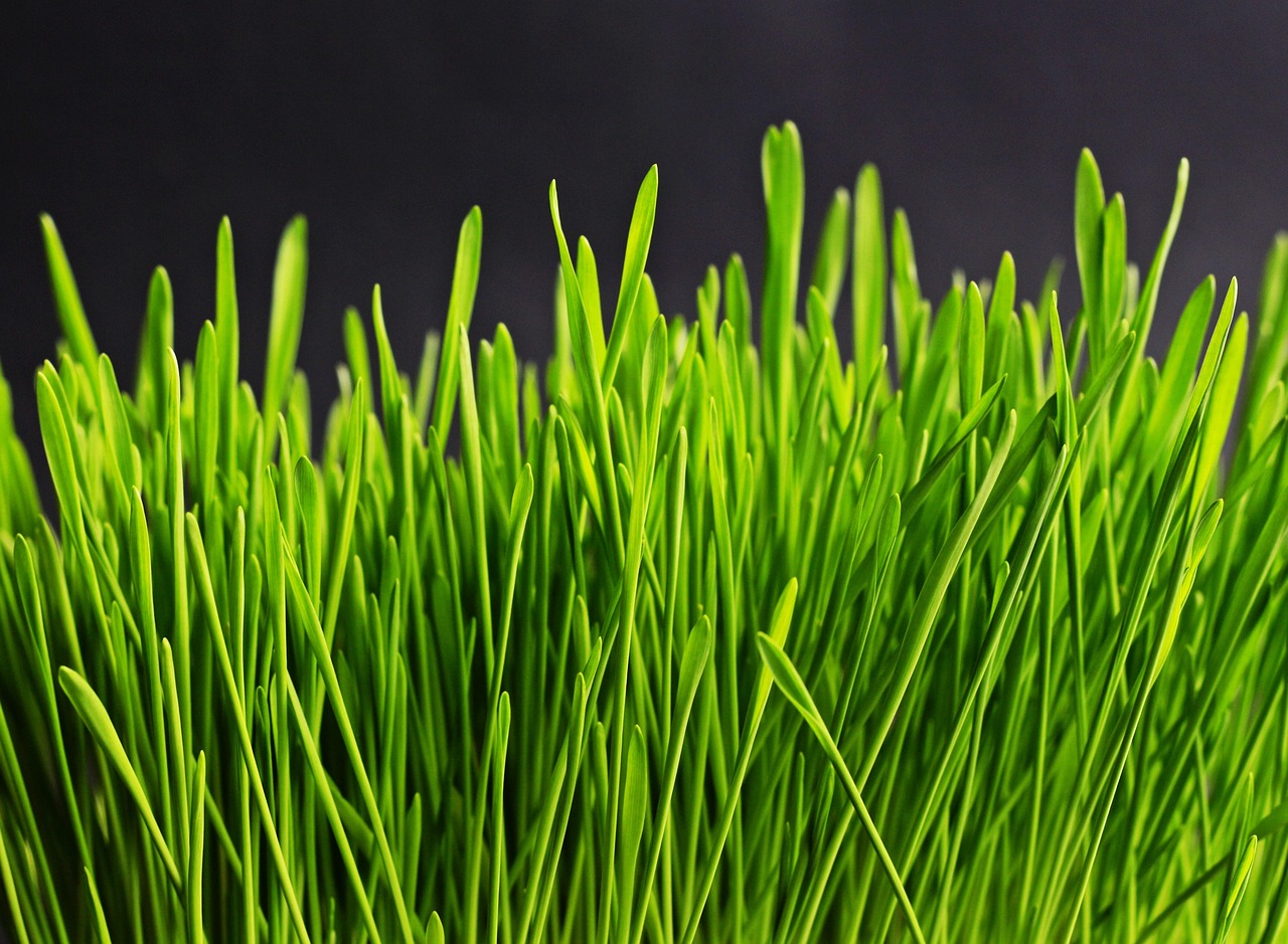 grass green grass blades macro close up nature plants grasses grassy grass grass grass grass grass