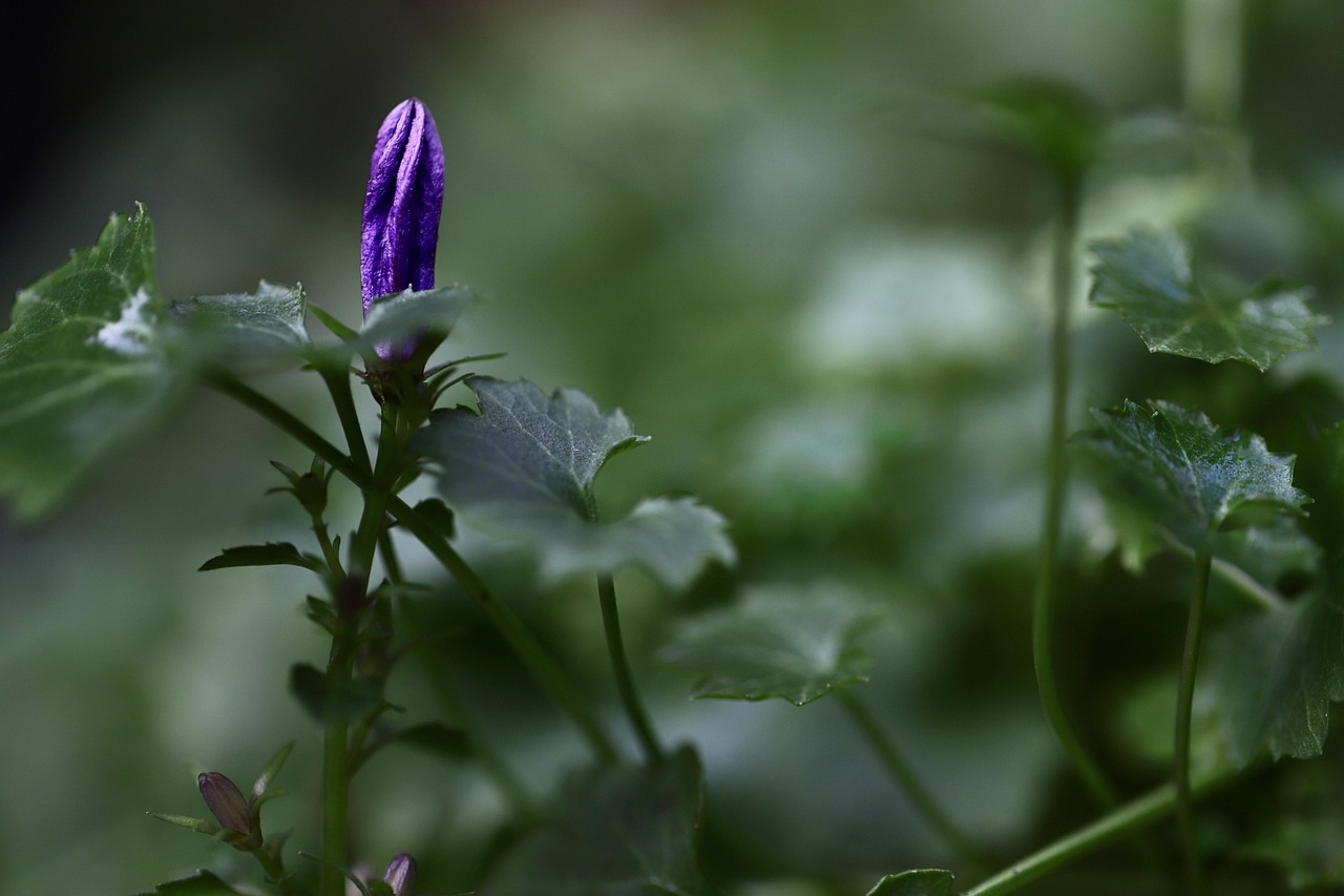 bellflower campanula bud purple flower grow sprout early spring early bloomer bud bud bud bud bud sprout