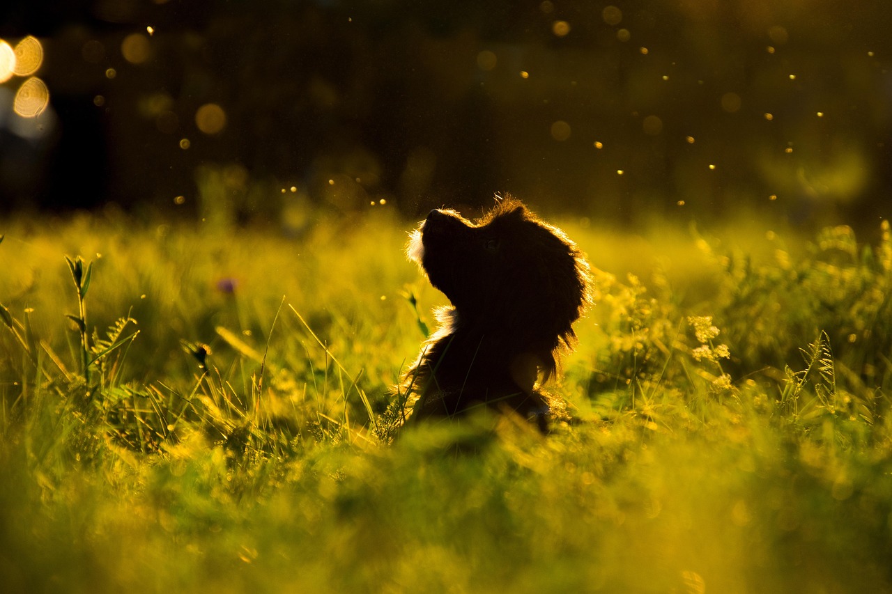 grass nature pet dog silhouette puppy animal gorgeous