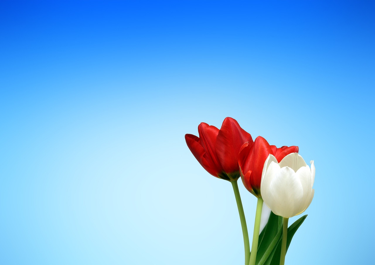 flowers tulips free wallpaper cool backgrounds garden hd wallpaper wallpaper 4k beautiful flowers bloom windows wallpaper blossom mac wallpaper flowering plant ornamental plant floral background wallpaper hd flower wallpaper plant full hd wallpaper flower background 4k wallpaper 1920x1080 4k wallpaper free background laptop wallpaper desktop backgrounds flora nature background beautiful wallpaper copy space