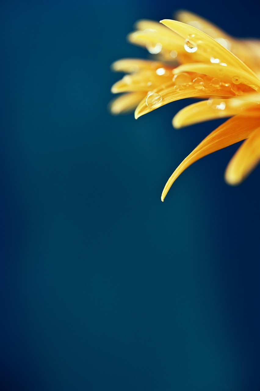 flower beautiful flowers macro flower background dewdrops flower wallpaper nature yellow flower raindrops copy space