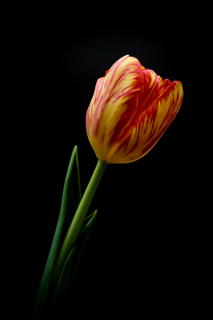 tulips beautiful flowers flower spring spring flowers flower background blossom bloom flower wallpaper nature black background