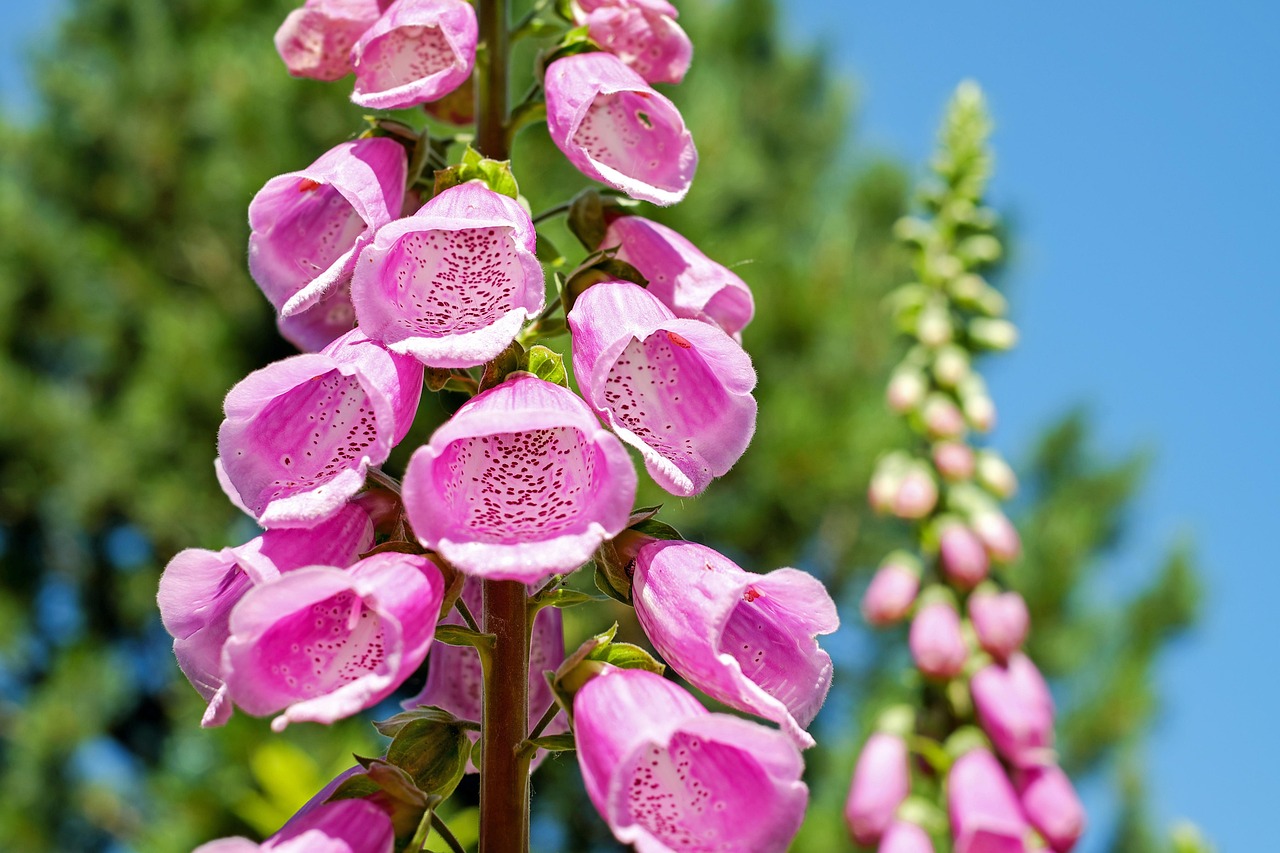 foxgloves flower wallpaper flowers purple flowers purple foxgloves bloom blossom nature flower background petals beautiful flowers flowering plant flora close up