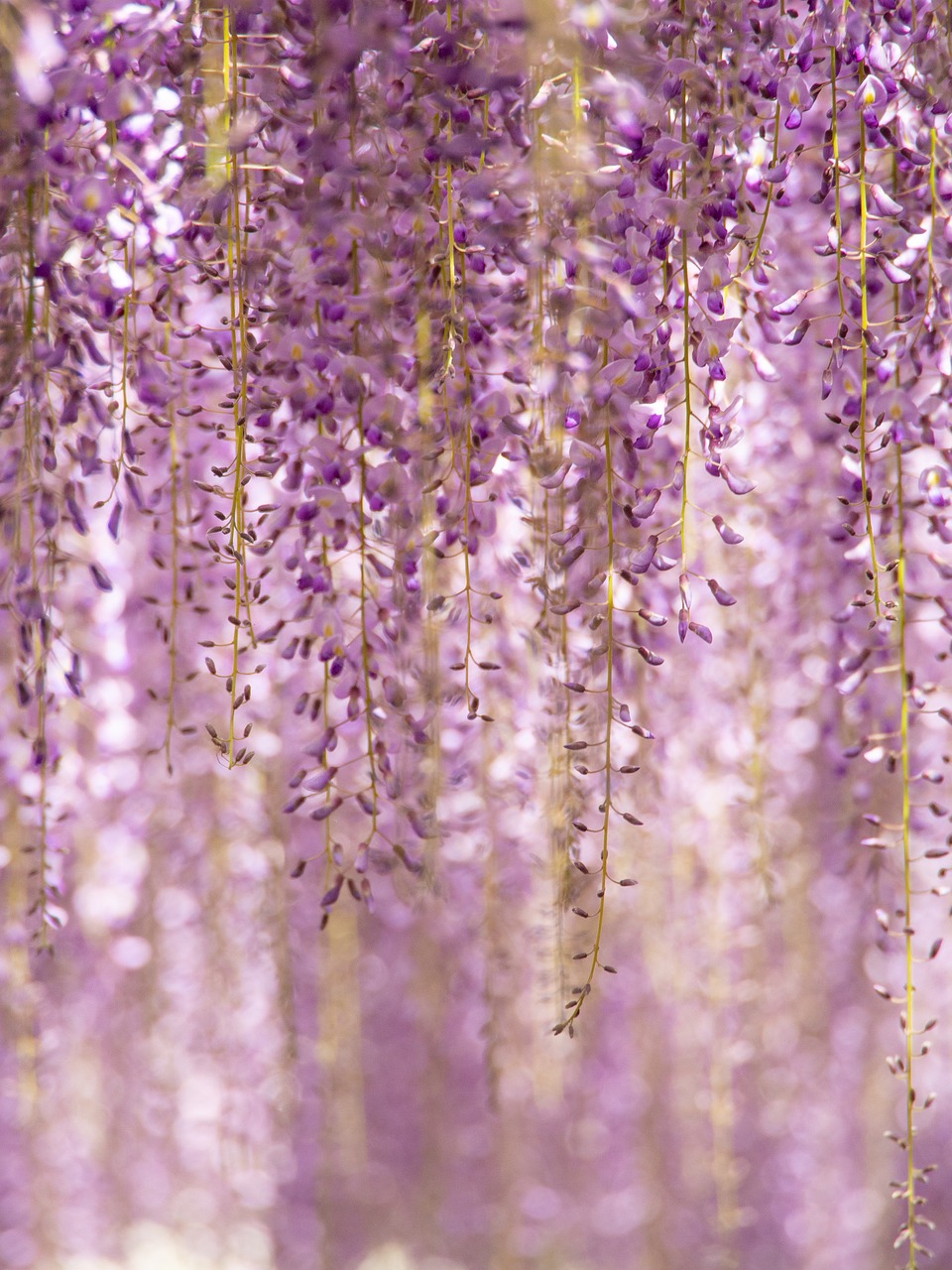 flowers purple garden beautiful flowers nature flower background wisteria natural plant spring violet flower wallpaper