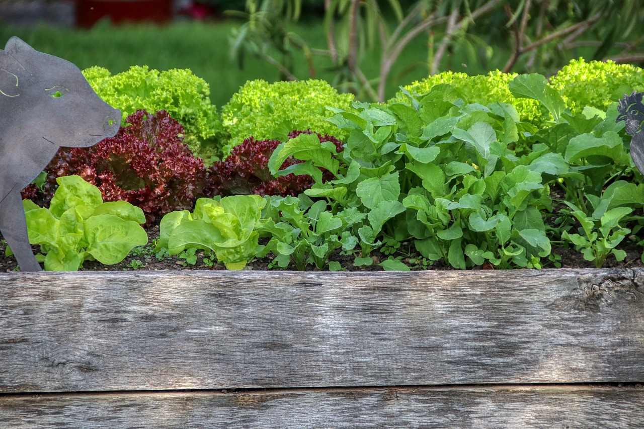 garden salad raised bed nourishment vegetables meal bio nature gardening food plant vegetarian