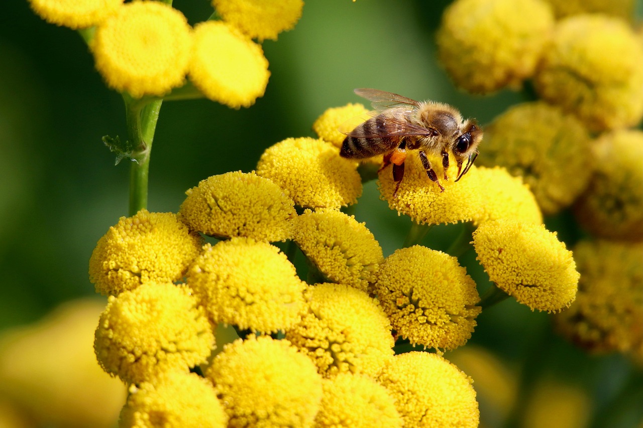 tansy honey bee insect pollinate pollination yellow flowers inflorescences blooming garden nature close up