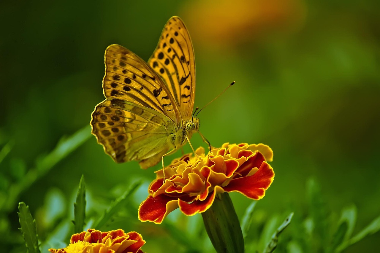 butterfly nature flower insect close up outdoor flower background colorful green nature green flower flower wallpaper green butterfly green color green natural beautiful flowers green closed