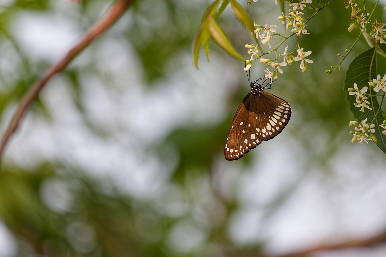 butterfly insect flower wallpaper macro beautiful flowers flower background nature garden flowers entomology pollination