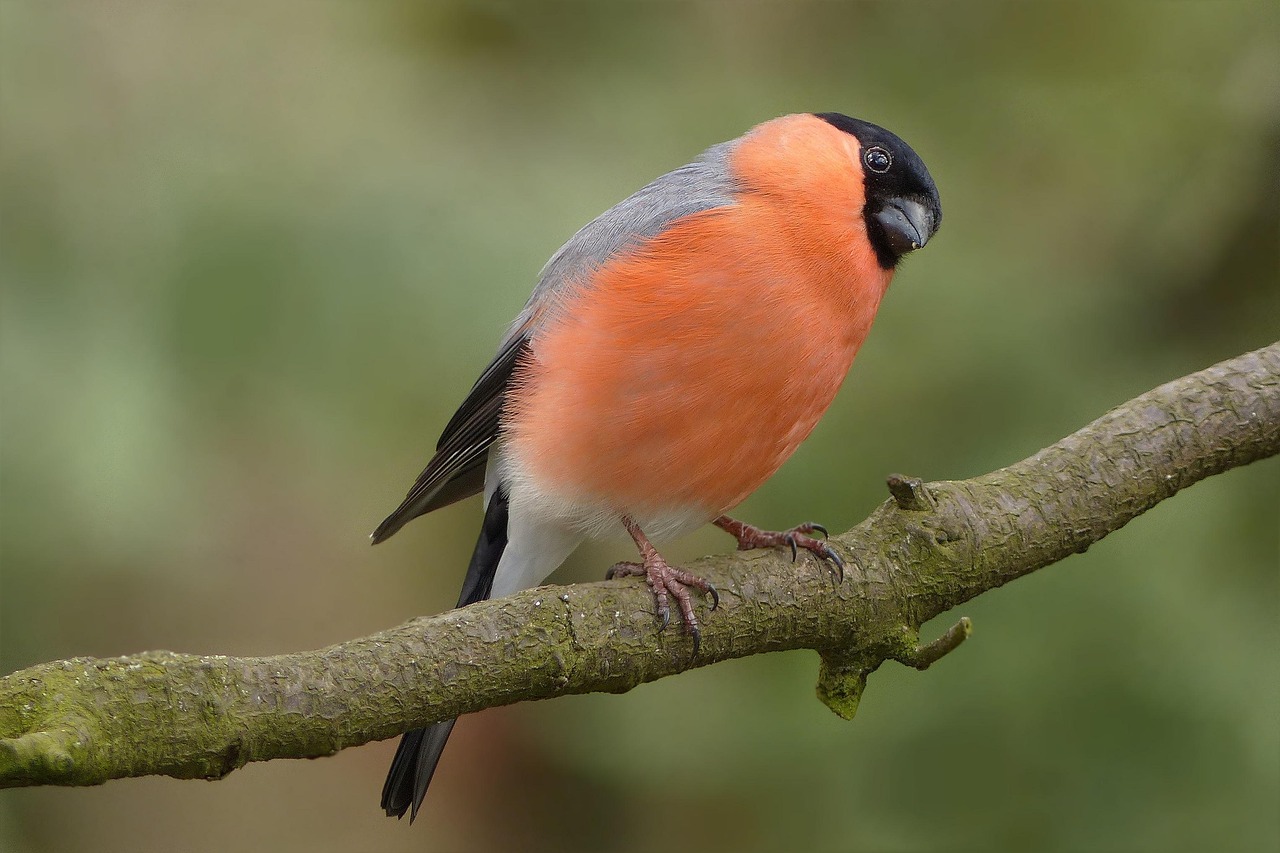 bird bullfinch male nature garden branch foraging close up
