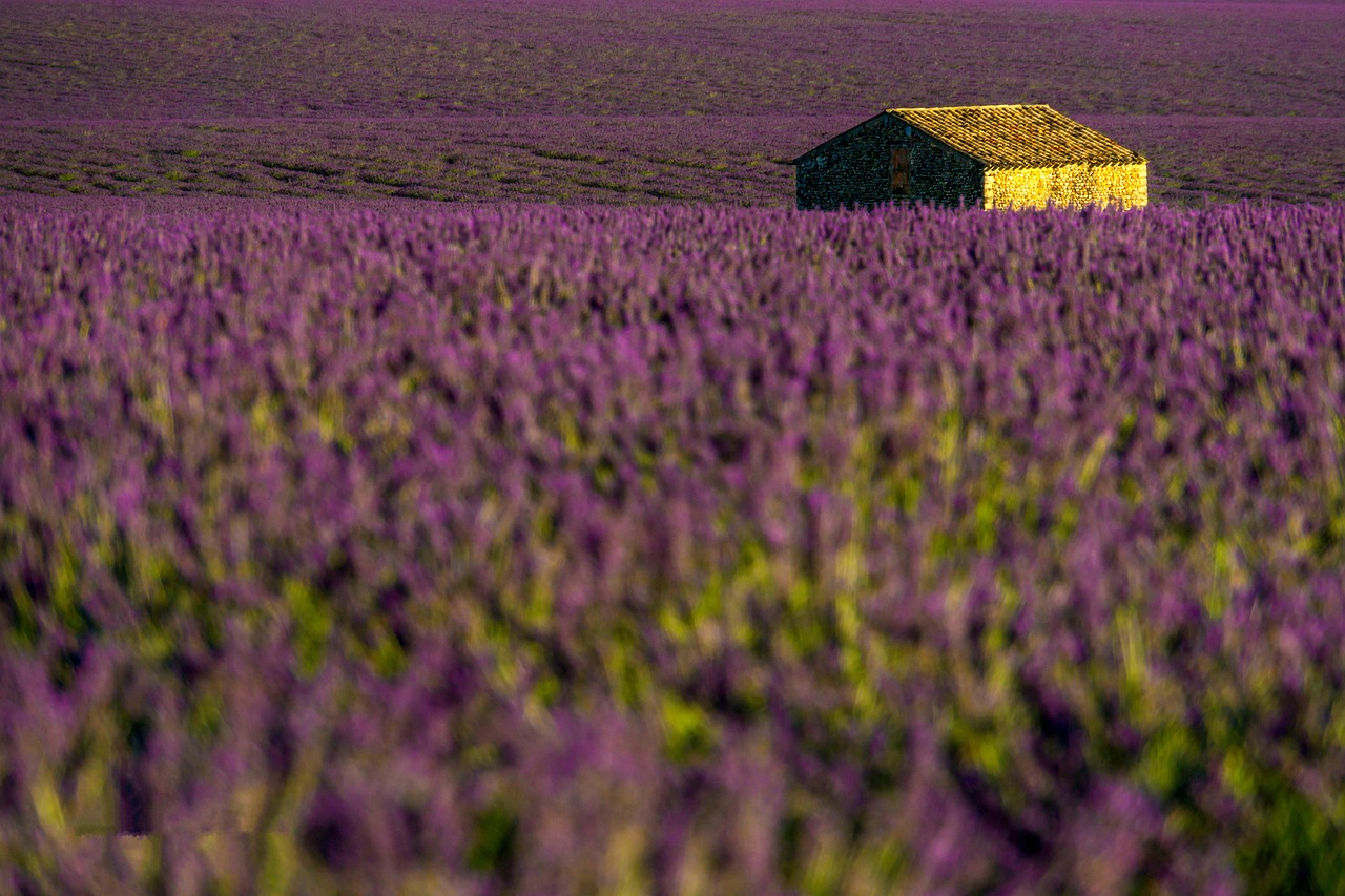lavenders flowers lavender field purple flowers bloom blossom flower wallpaper beautiful flowers flora field flower background fragrance nature