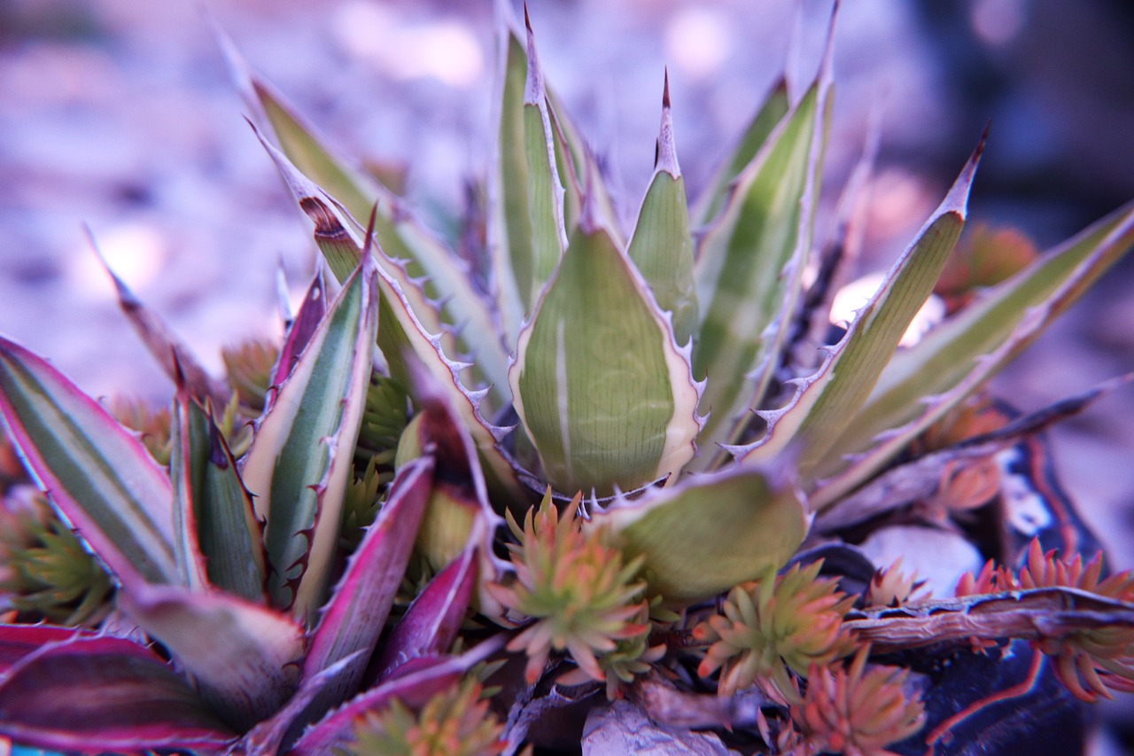 succulents cactus agave spiky desert plant nature closeup sharp leaves green red drought-tolerant botanical flora texture resilience garden eco plant exotic leaves pattern macro survival ornamental natural