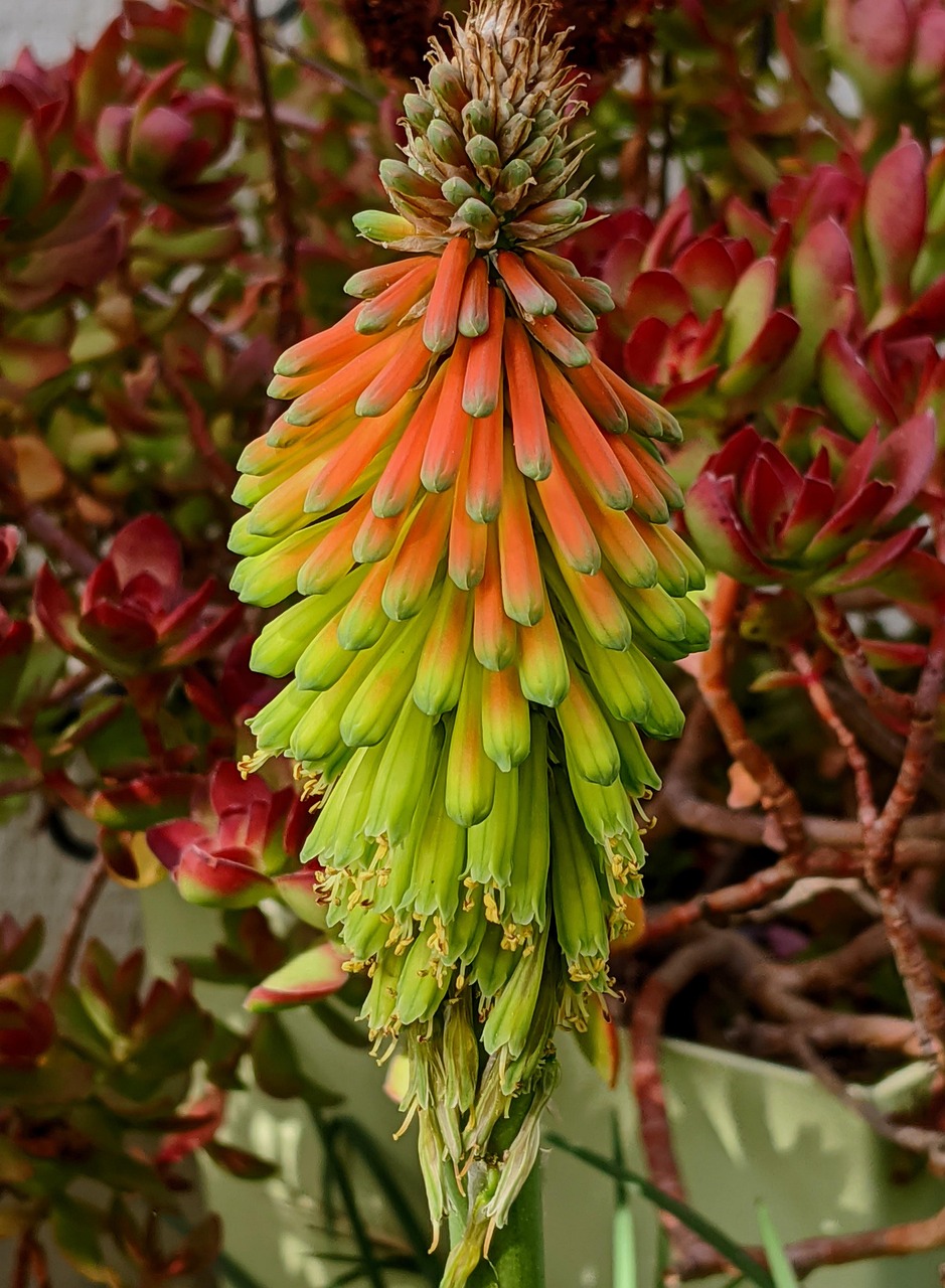 flower flower background flower wallpaper kniphofia beautiful flowers nature orange flower garden drought tolerant plant