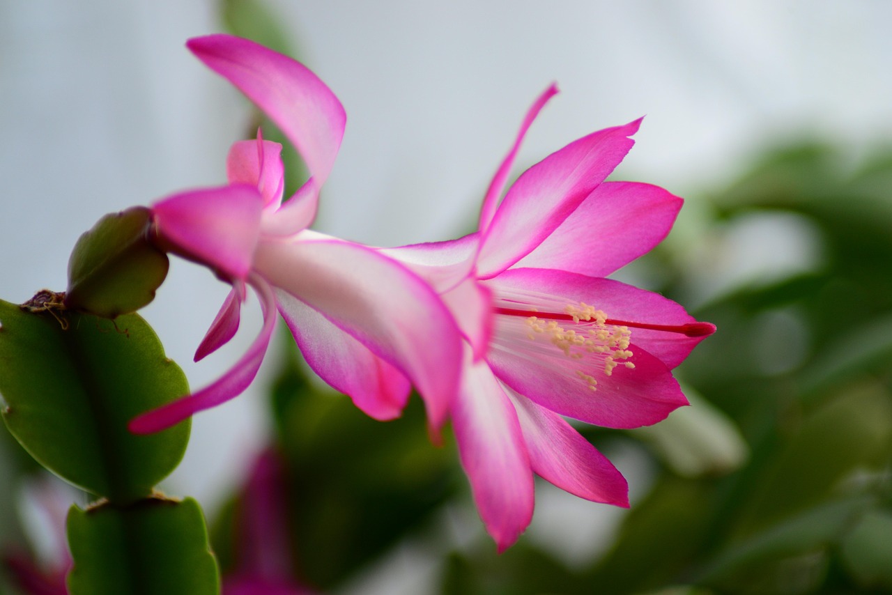 christmas cactus easter cactus house cactus schlumbergera close-up pink flower drought flower nature petals stamens pollen beautiful flowers plant house plant flower wallpaper flower background cactus