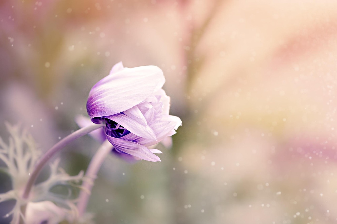anemone 4k wallpaper 1920x1080 beautiful wallpaper 4k wallpaper flower hd wallpaper flower wallpaper plant full hd wallpaper free wallpaper beautiful flowers mac wallpaper petals bloom wallpaper 4k laptop wallpaper blossom cool backgrounds floral background cut flower flower garden desktop backgrounds windows wallpaper garden flower background free background nature closeup wallpaper hd nature wallpaper background