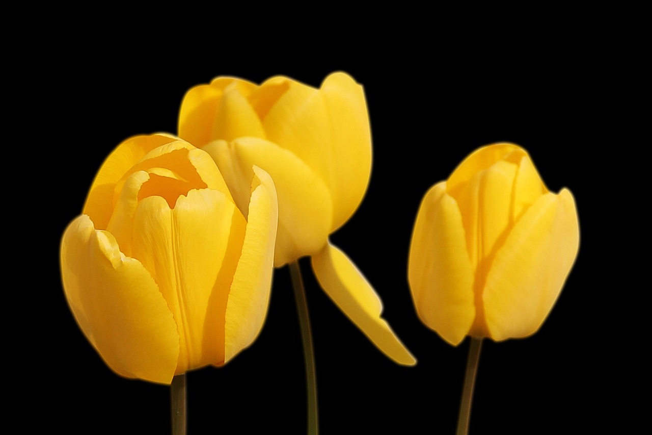 tulips nature yellow flowers spring yellow tulips yellow flowers petals yellow petals blooming flower wallpaper blossoming cut flowers flower background beautiful flowers black background
