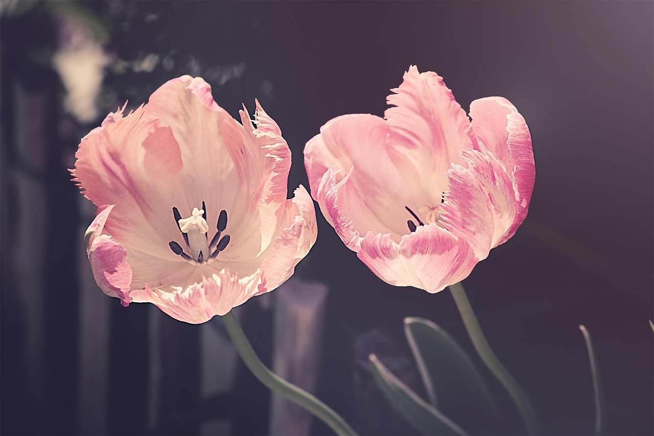tulips garden garden flowers flower nature flower wallpaper plant petal blossoms tulip flowers beautiful flowers flower background cut flowers spring flowers spring pistils flora close up