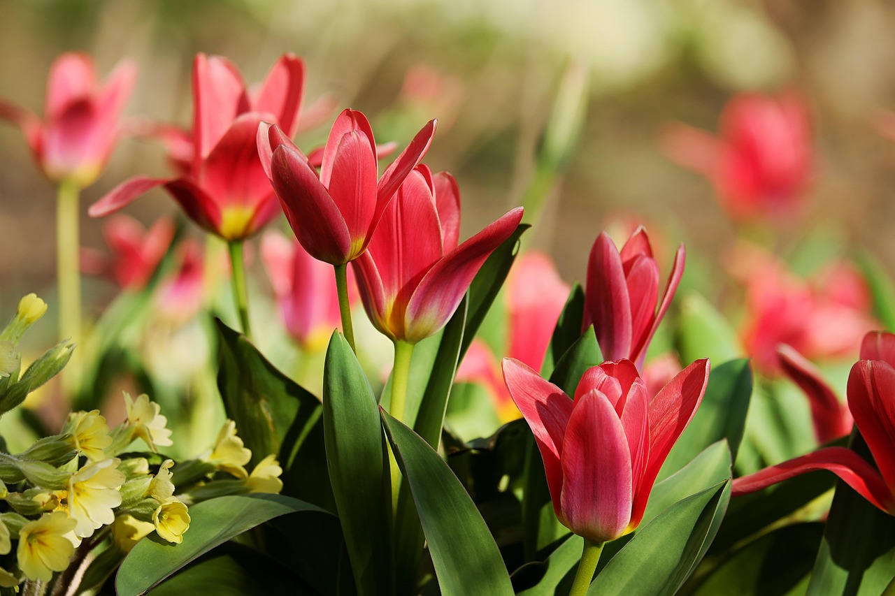 tulips red flower blossoms spring flower background close up colorful coloured tulipa lily liliaceae cultivated tulip beautiful flowers cut flower spring flower flower wallpaper red tulips garden flower nature