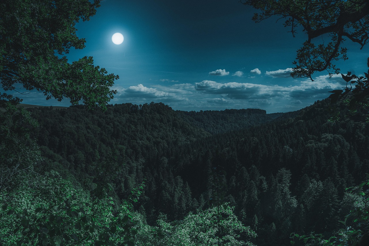 nature forest landscape at night black forest dark mystical full moon moon forest forest dark moon moon moon moon moon