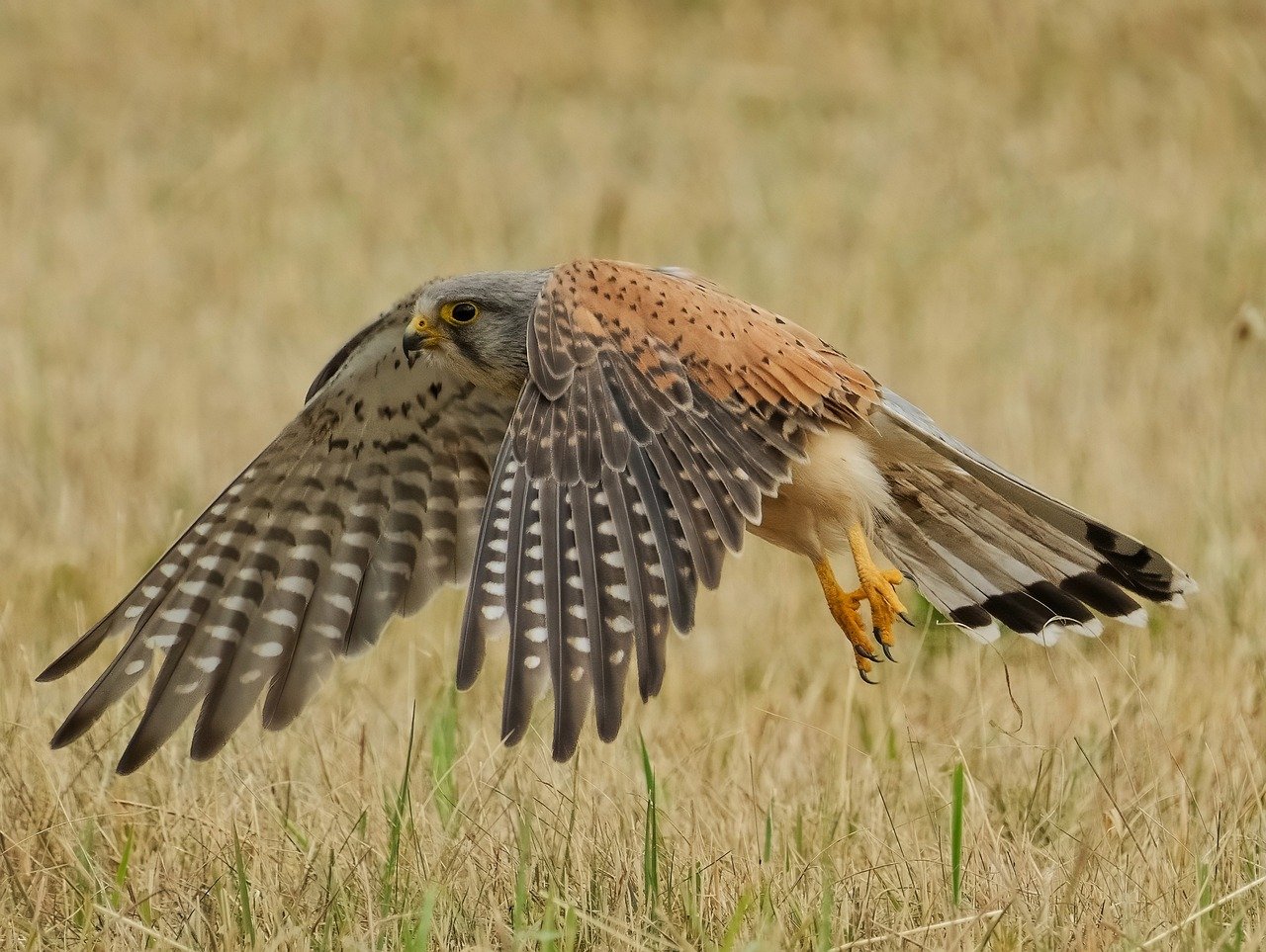 falcon bird birds of prey ornithology nature plumage