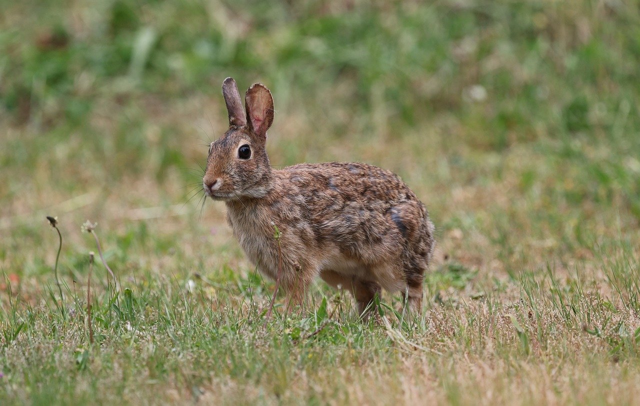 bunny rabbit nature cute animal ears wildlife mammal backyard eastern cottontail cottontail