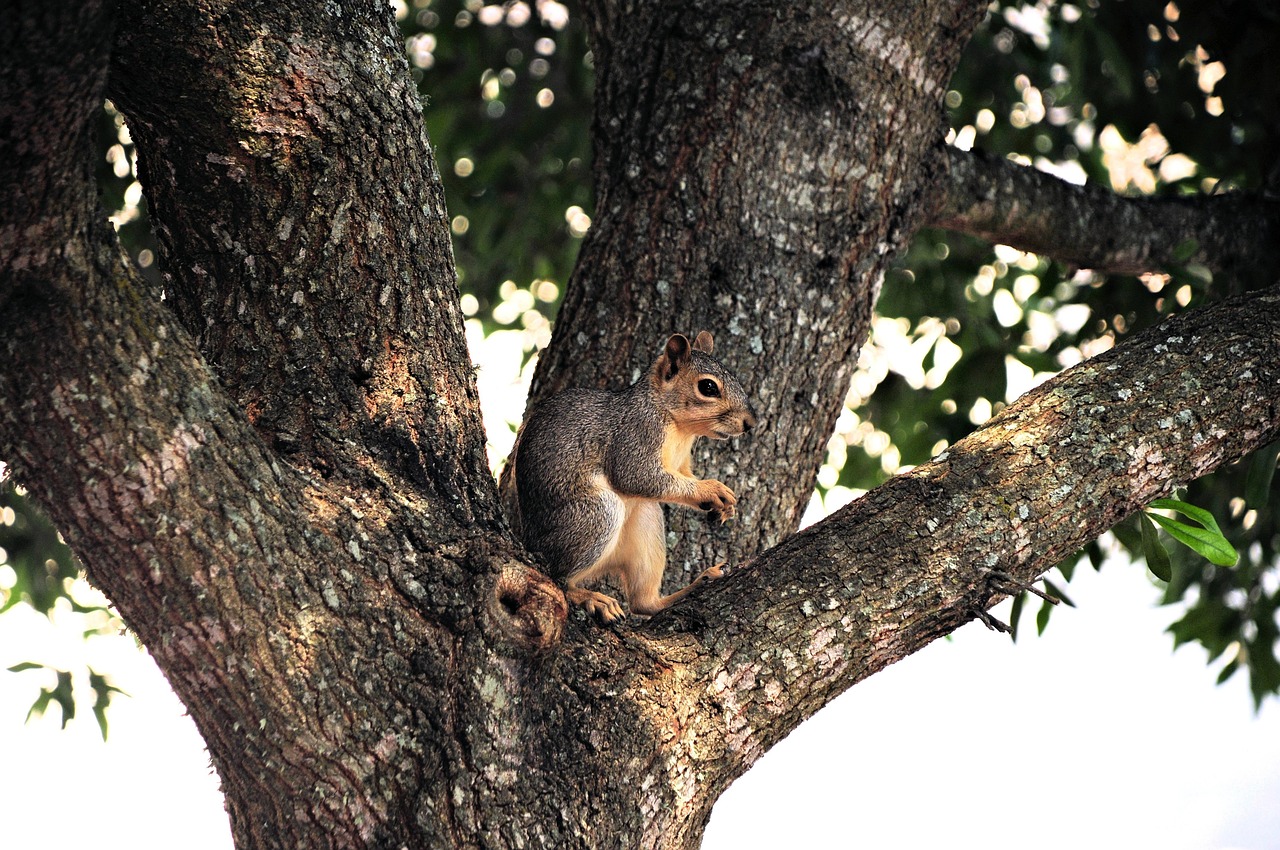 squirrel animal rodent tree wildlife nature mammal fauna backyard