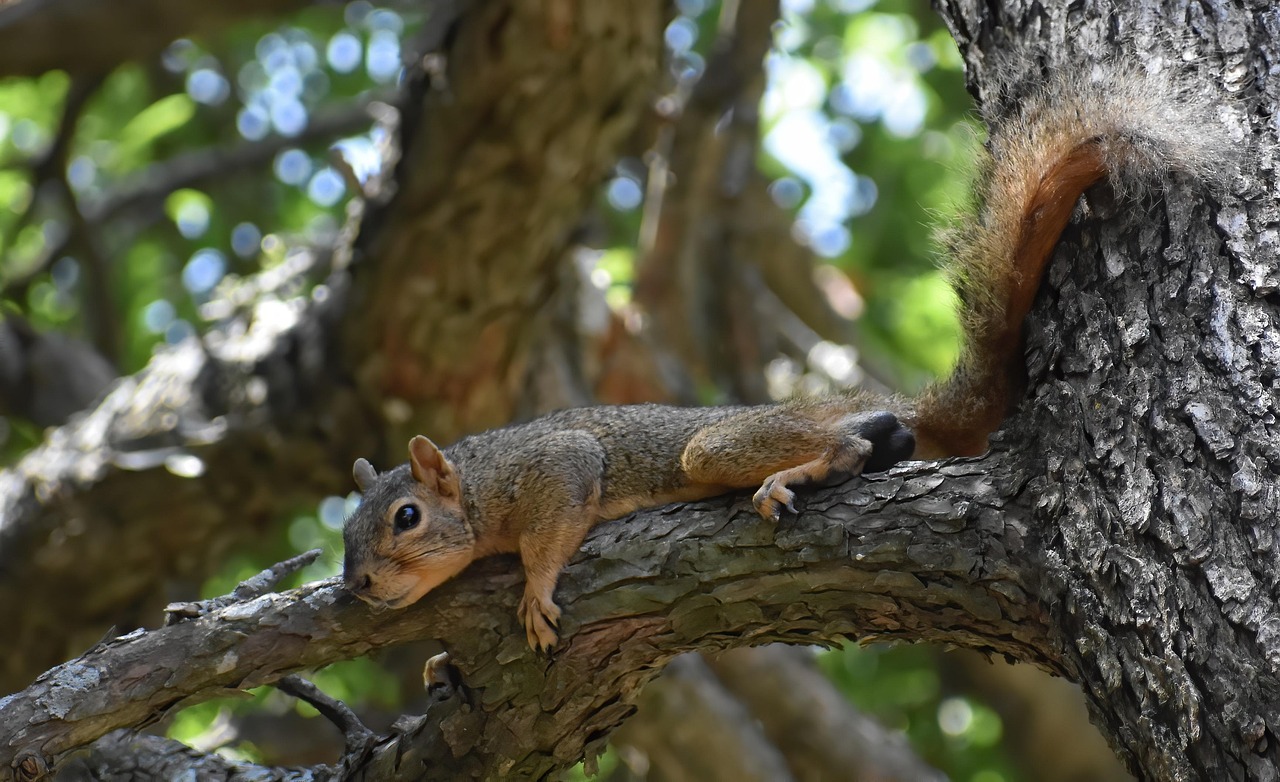 animal squirrel rodent nature mammal backyard wild resting tree fox squirrel habitat species fauna wildlife