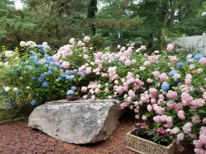 Best Practices for Reblooming Hydrangeas