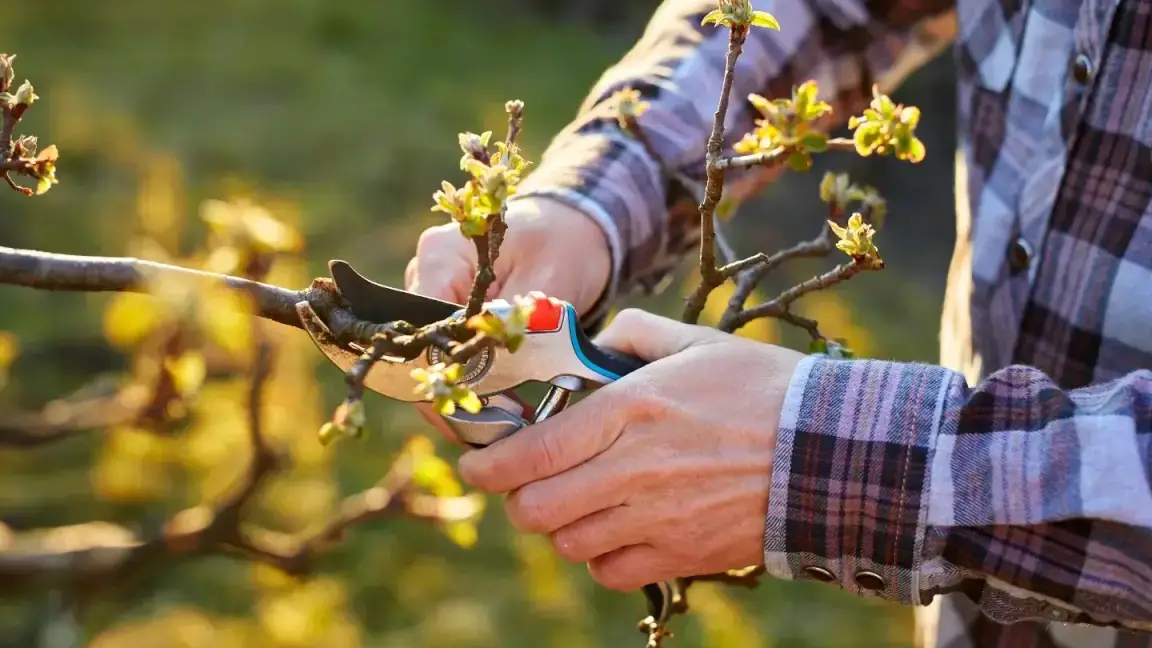 Pruning Hydrangeas That Bloom on New Wood