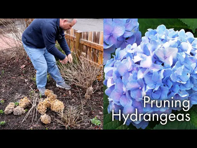 Pruning Hydrangeas That Bloom on Old Wood