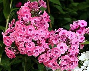 Phlox de jardin