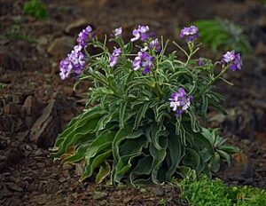 Stock de jardin