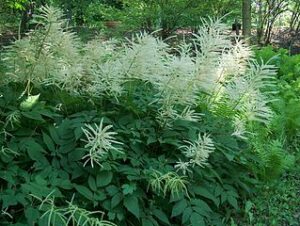 Goats Beard (Aruncus Dioicus)