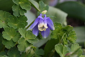 Aquilegia_flabellata