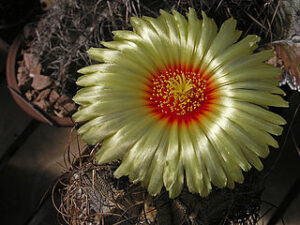 Cactus corne de chèvre (Astrophytum senile)