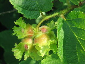 Corylus amerykański