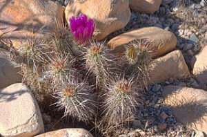 Green Strawberry Hedgehog Cactus