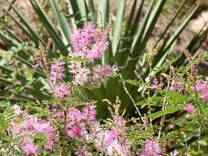 Fairy Duster