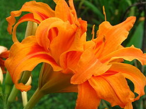 Orange Lily Meaning 