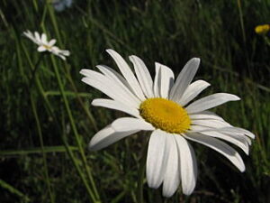 Signification de la fleur de marguerite