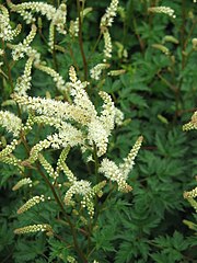 Barbe de chèvre (Aruncus Aethusifolius)