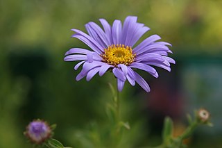 Aster Frikarta