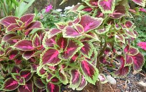 Flame nettle (Coleus plants)