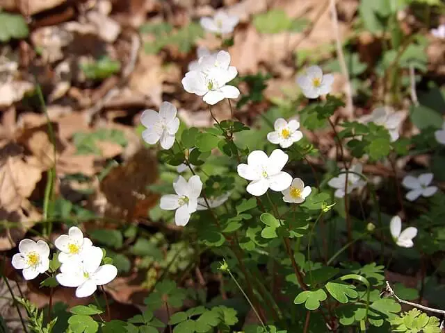 Fałszywy rue anemone (Enemion biternatum)