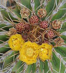 Ferocactus Schwarzii