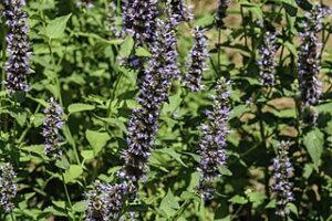 Giant Hyssop