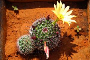 Fish hook Cactus